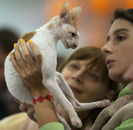 Международый фестиваль "Экспокот" 2013