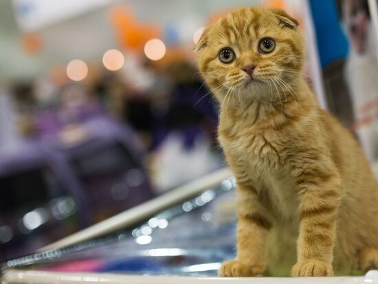 Международый фестиваль "Экспокот" 2013