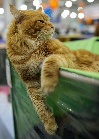 Международый фестиваль "Экспокот" 2013