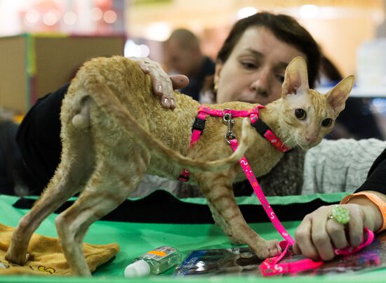 Международый фестиваль "Экспокот" 2013