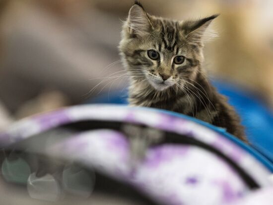 Международый фестиваль "Экспокот" 2013