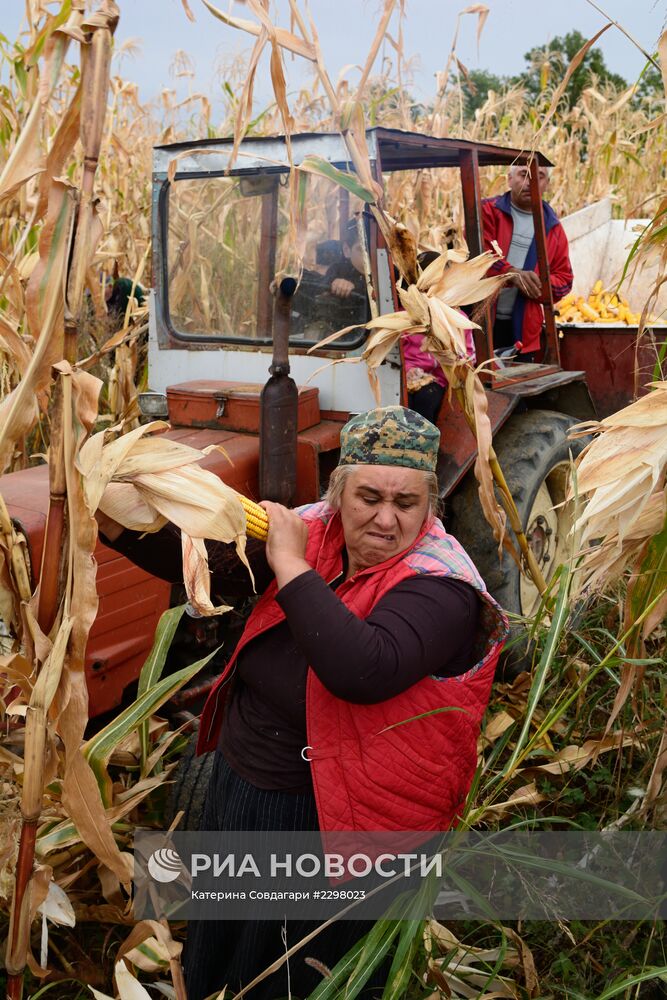 Сбор урожая кукурузы в Кахетии