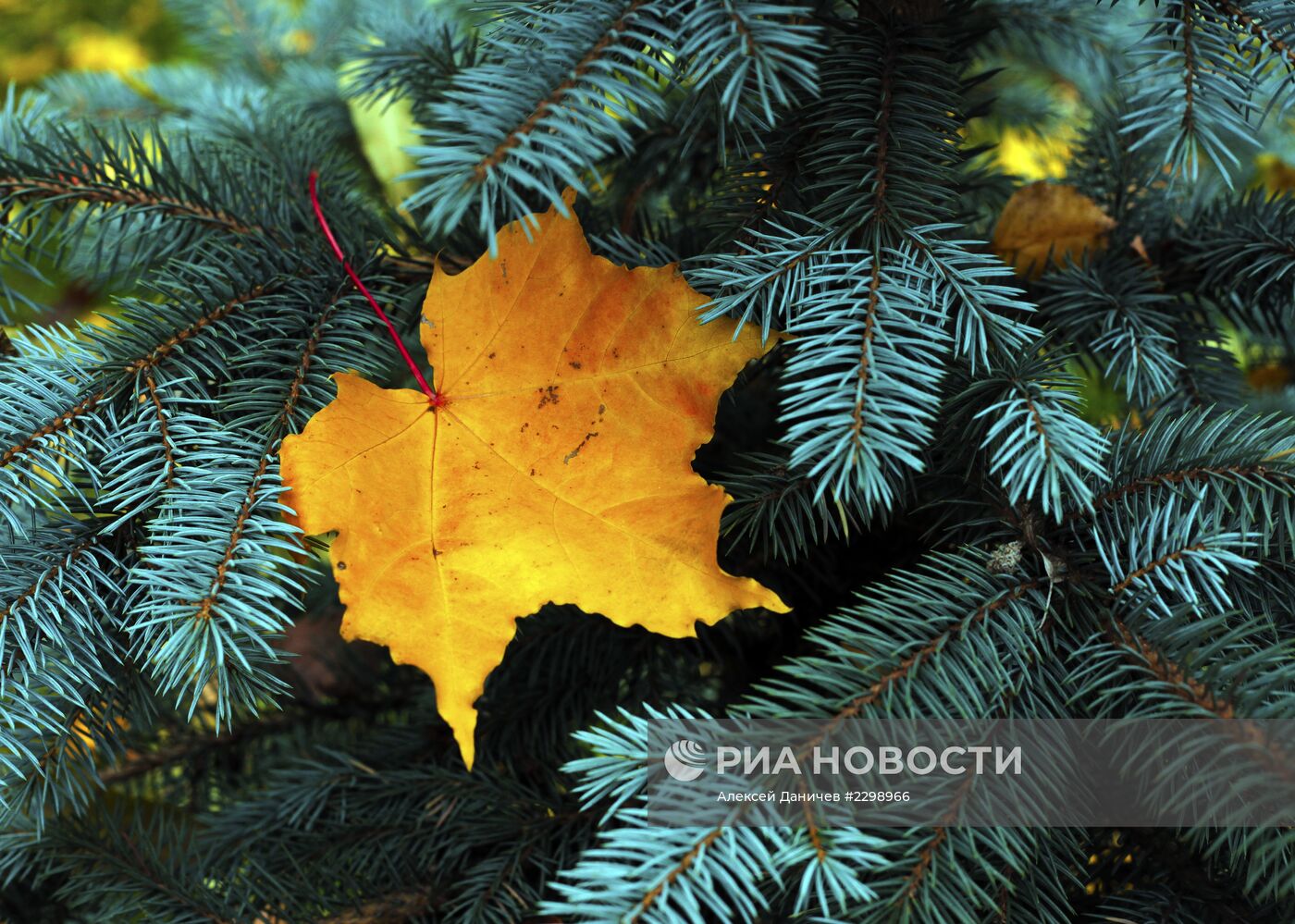 Золотая осень в Санкт-Петербуге