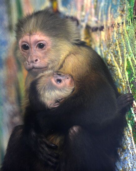 В Екатеринбургском зоопарке родился детеныш обезьяны-капуцина