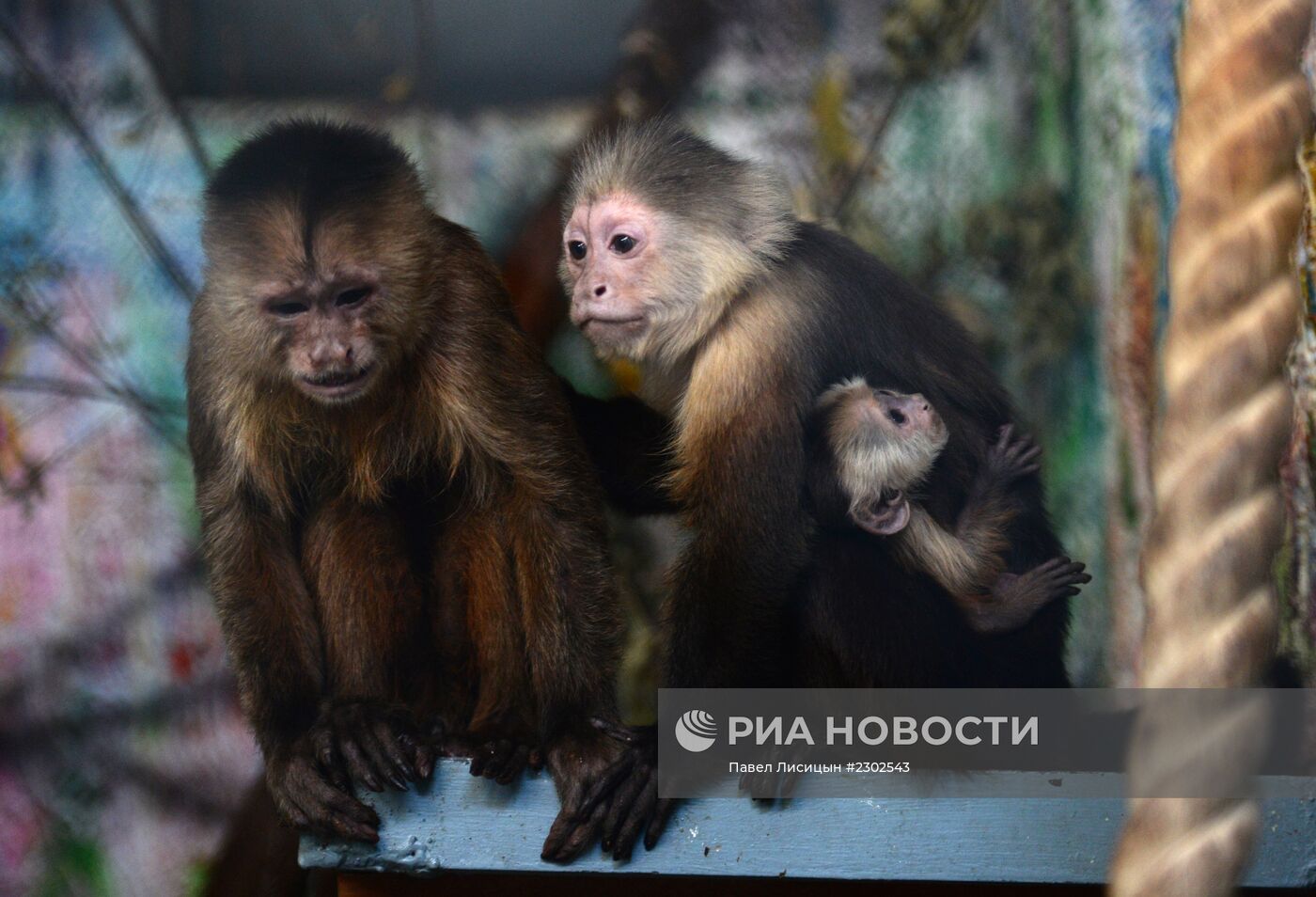 В Екатеринбургском зоопарке родился детеныш обезьяны-капуцина