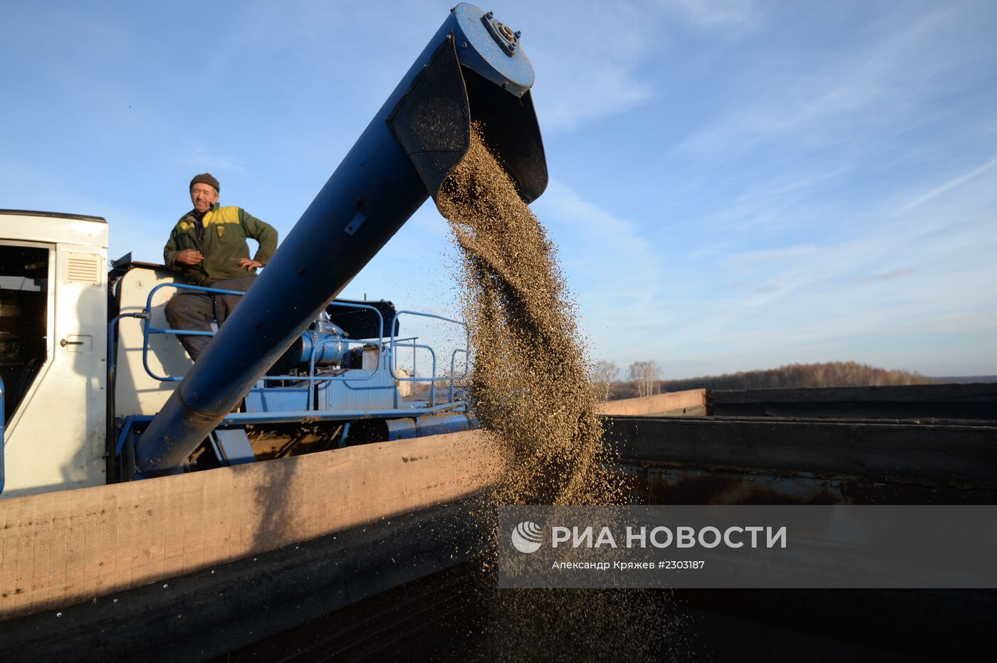 Уборка зерна культурной конопли в Новосибирской области