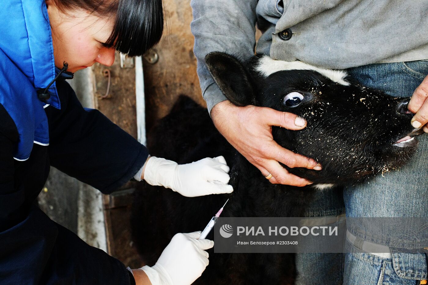 Вакцинация домашних животных от ящура в Амурской области