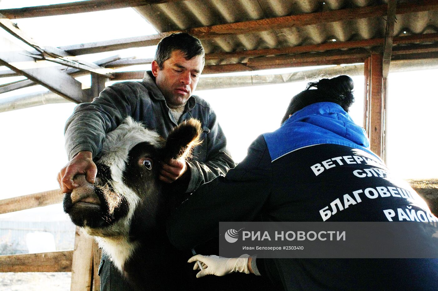 Вакцинация домашних животных от ящура в Амурской области
