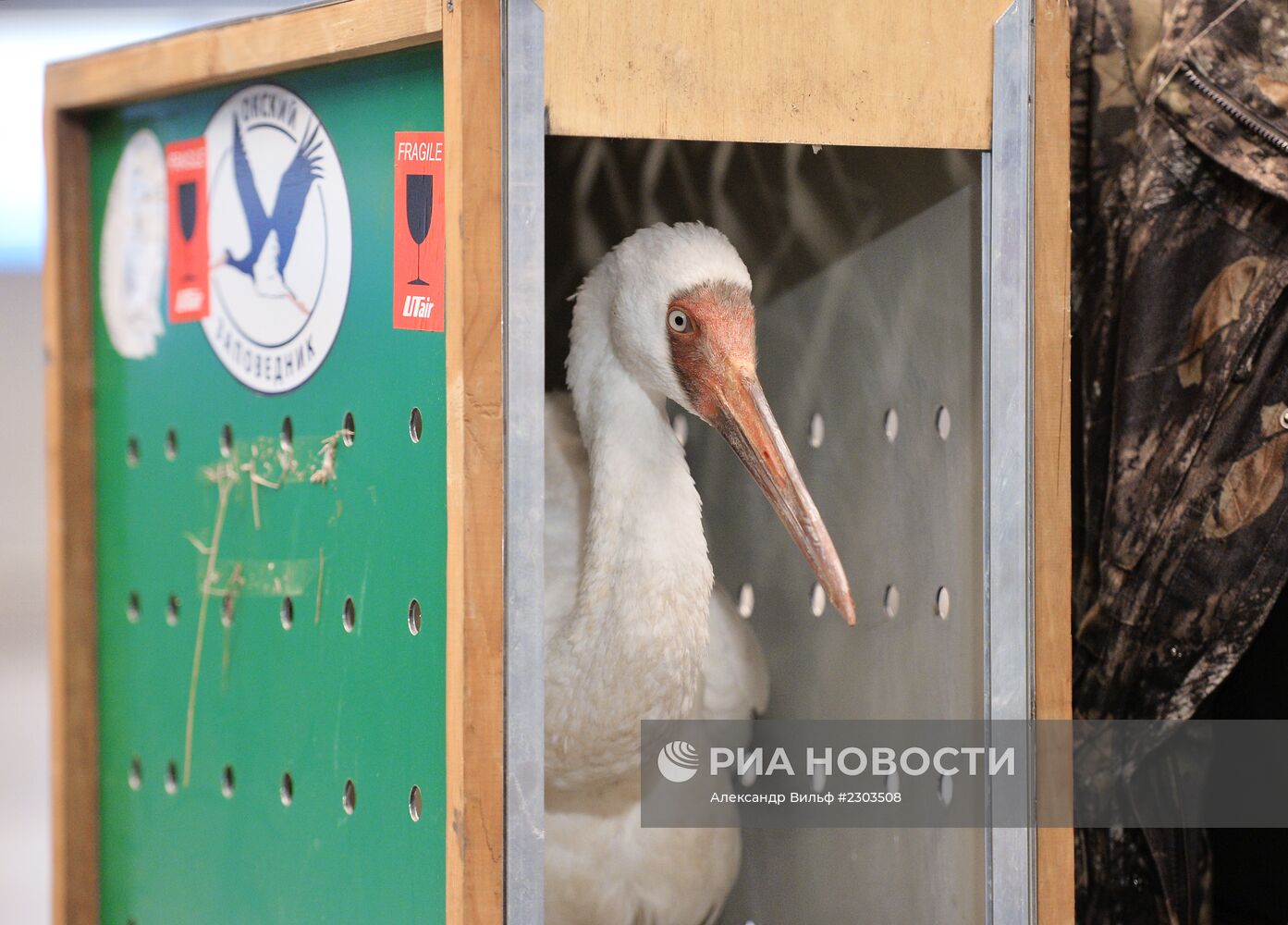 Найденного под Тюменью стерха Путина привезли в Москву