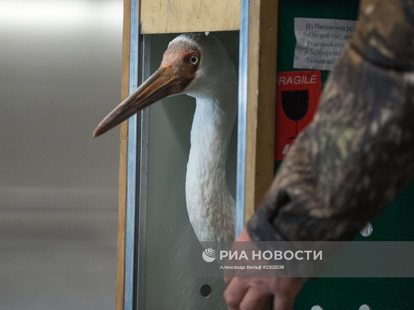 Найденного под Тюменью стерха Путина привезли в Москву