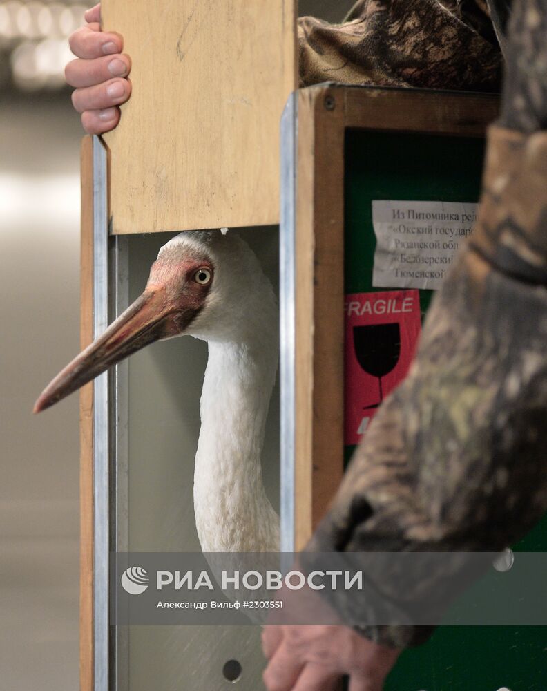 Найденного под Тюменью стерха Путина привезли в Москву