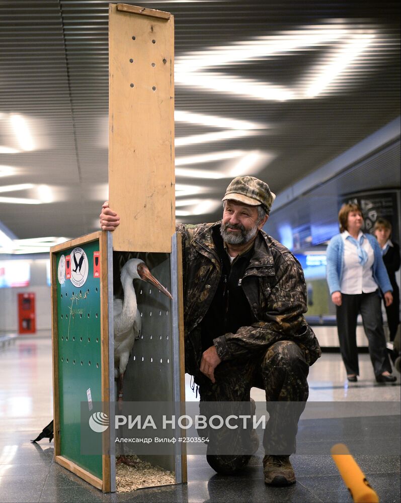 Найденного под Тюменью стерха Путина привезли в Москву