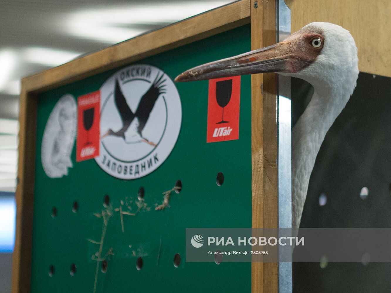 Найденного под Тюменью стерха Путина привезли в Москву