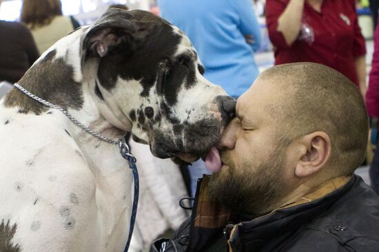 Выставка собак "РОССИЯ-2013"