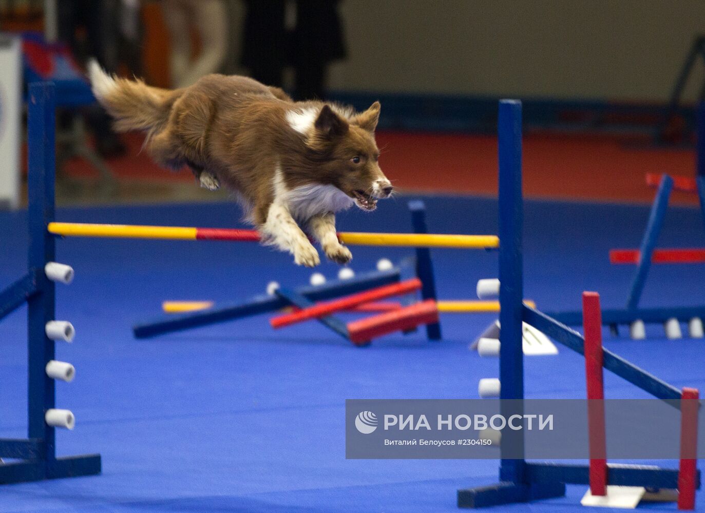 Выставка собак "РОССИЯ-2013"