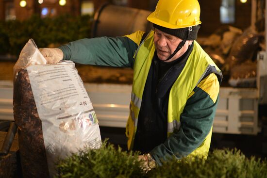 Высадка деревьев "зимних" пород на Тверской улице