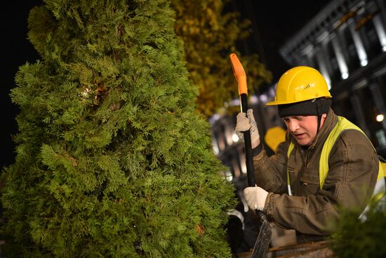 Высадка деревьев "зимних" пород на Тверской улице