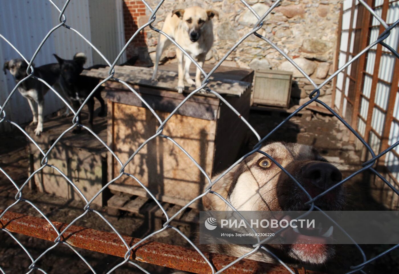 Частный приют для бездомных собак в Калининградской области