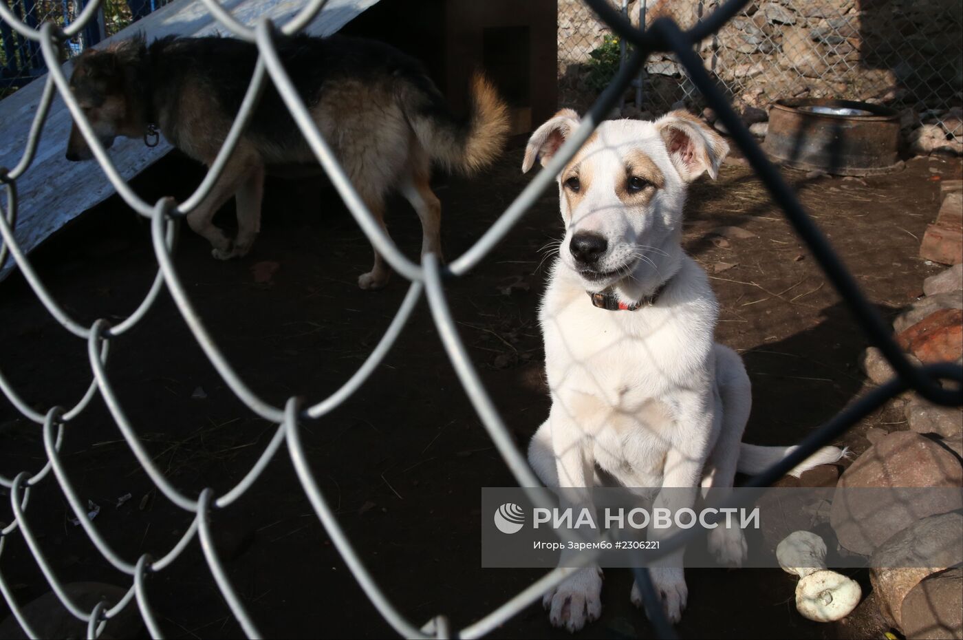 Частный приют для бездомных собак в Калининградской области