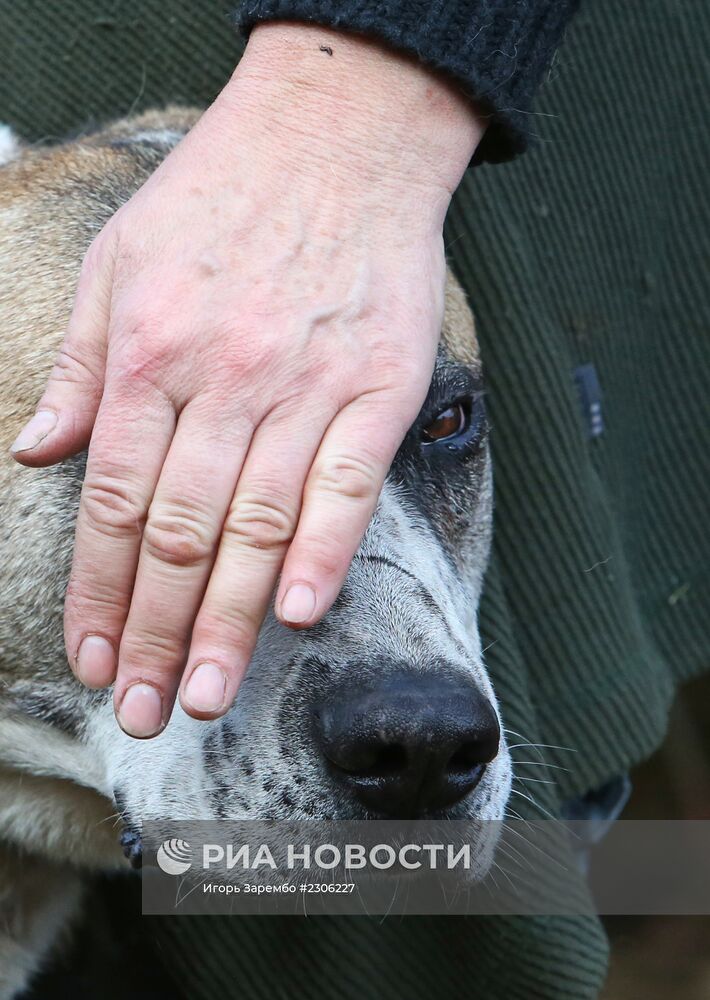 Частный приют для бездомных собак в Калининградской области