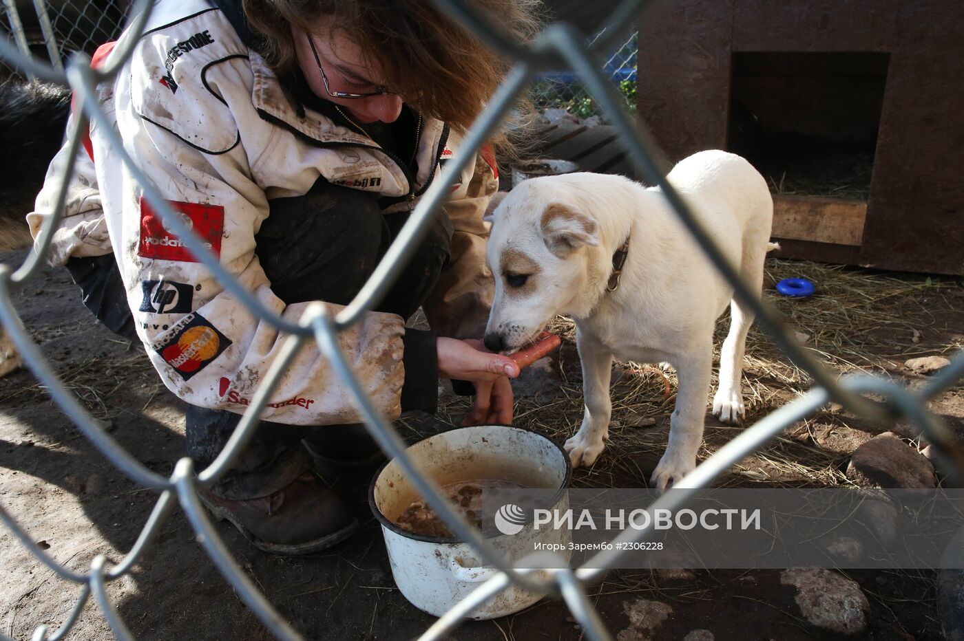 Частный приют для бездомных собак в Калининградской области