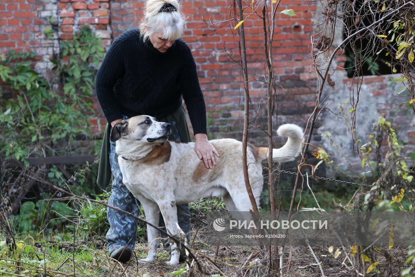 Частный приют для бездомных собак в Калининградской области