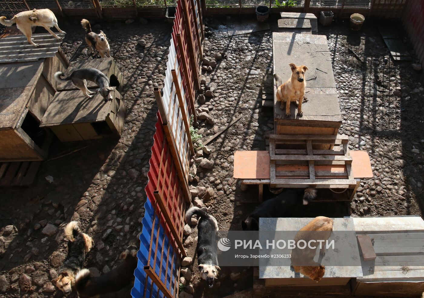 Частный приют для бездомных собак в Калининградской области