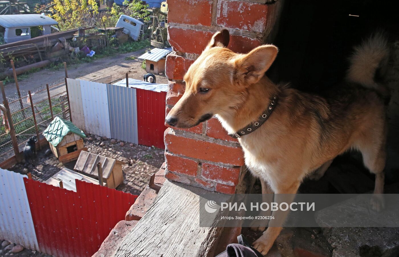 Частный приют для бездомных собак в Калининградской области