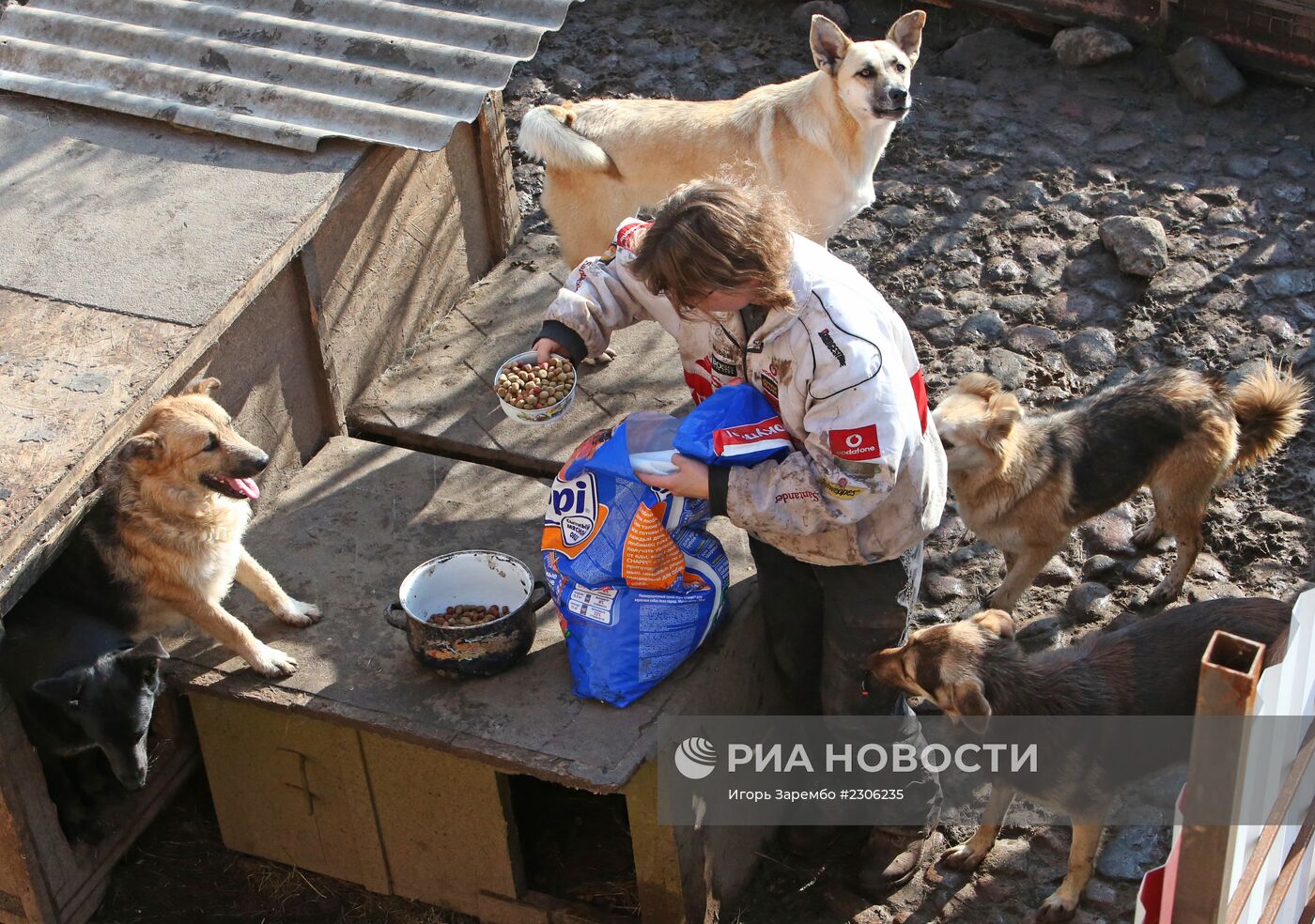 Частный приют для бездомных собак в Калининградской области