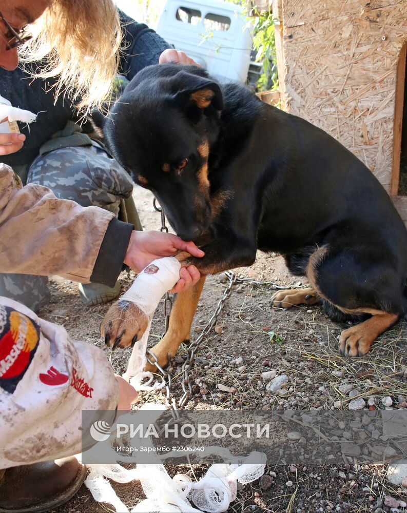 Частный приют для бездомных собак в Калининградской области