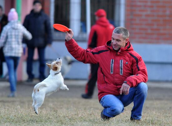 Соревнования по дог-фризби в Челябинске