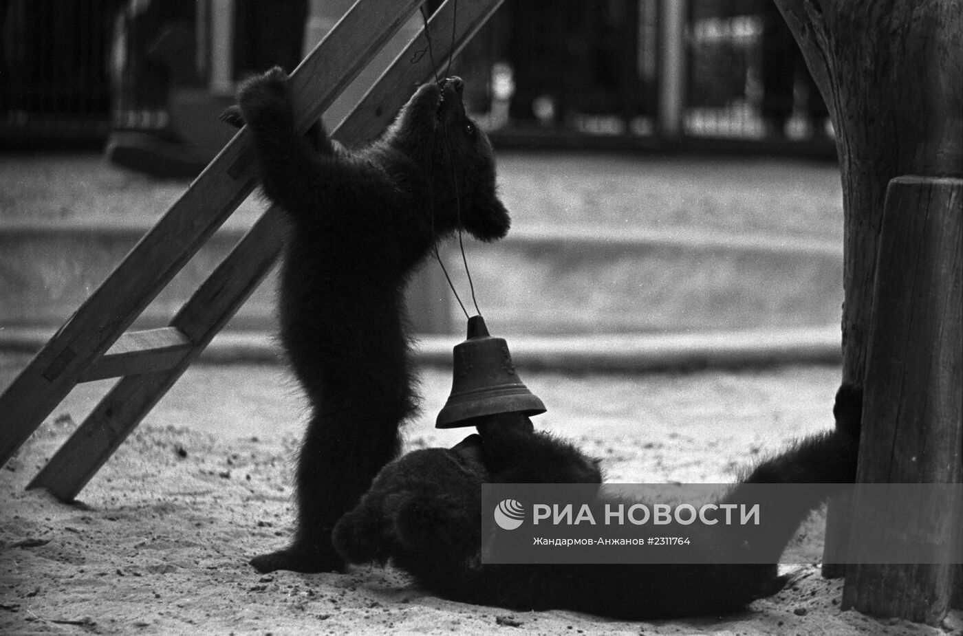 Бурые медвежата в Московском зоопарке
