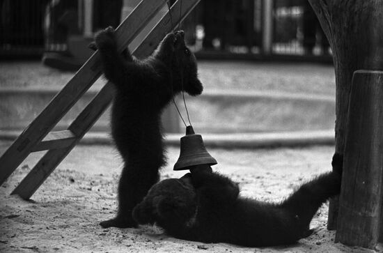 Бурые медвежата в Московском зоопарке