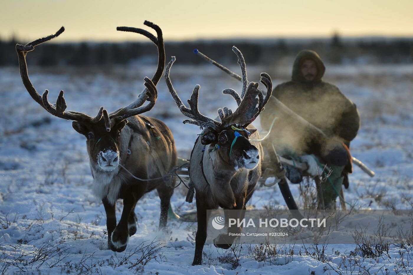 Выпас оленей в Ненецком автономном округе