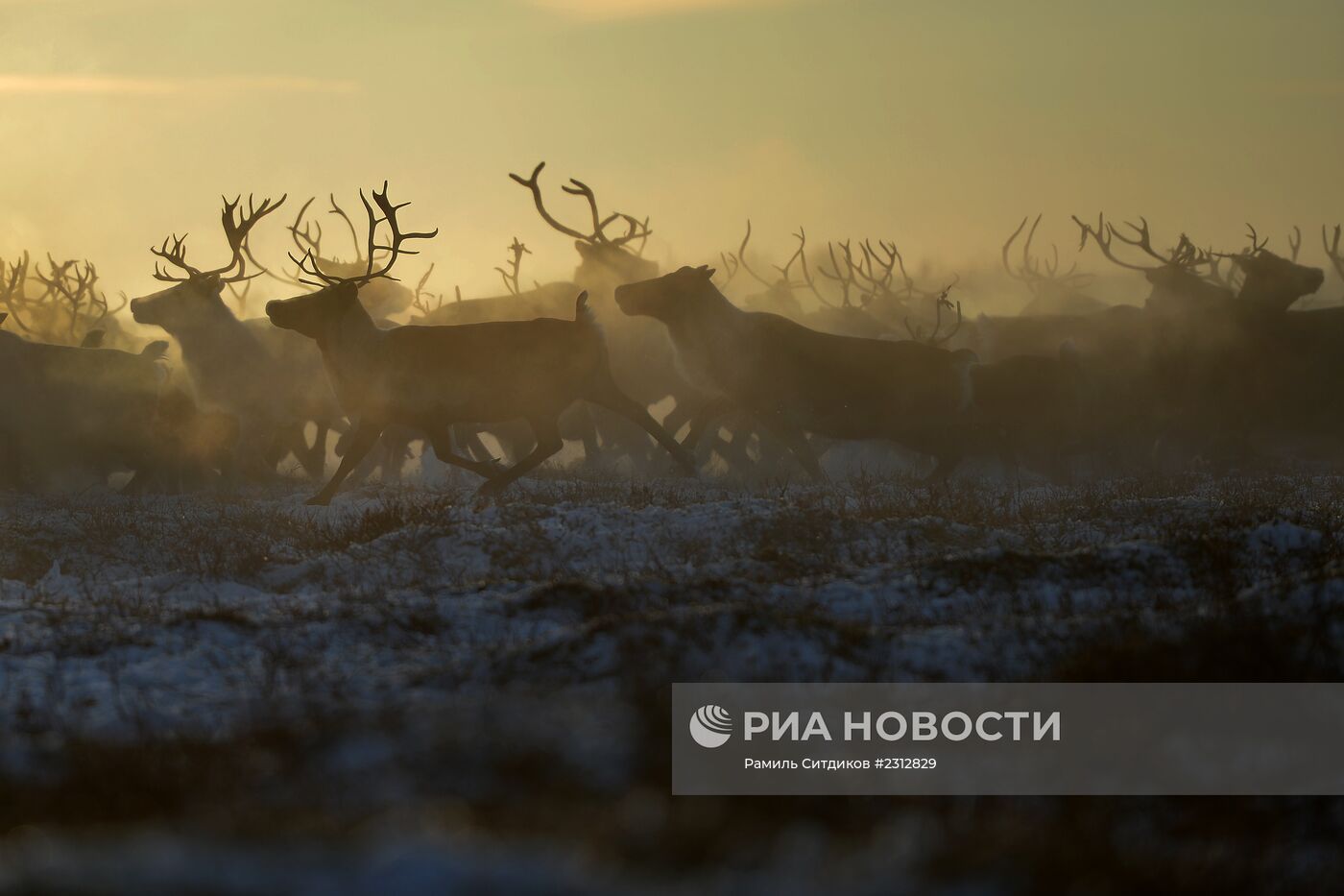Выпас оленей в Ненецком автономном округе