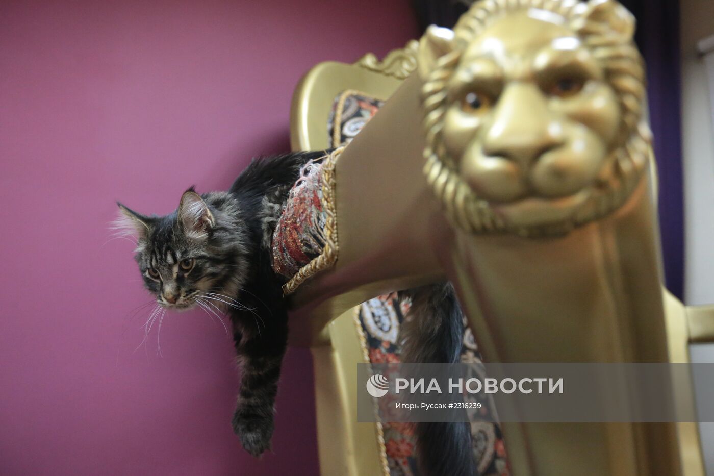 Кот-кафе "Республика кошек" в Санкт-Петербурге