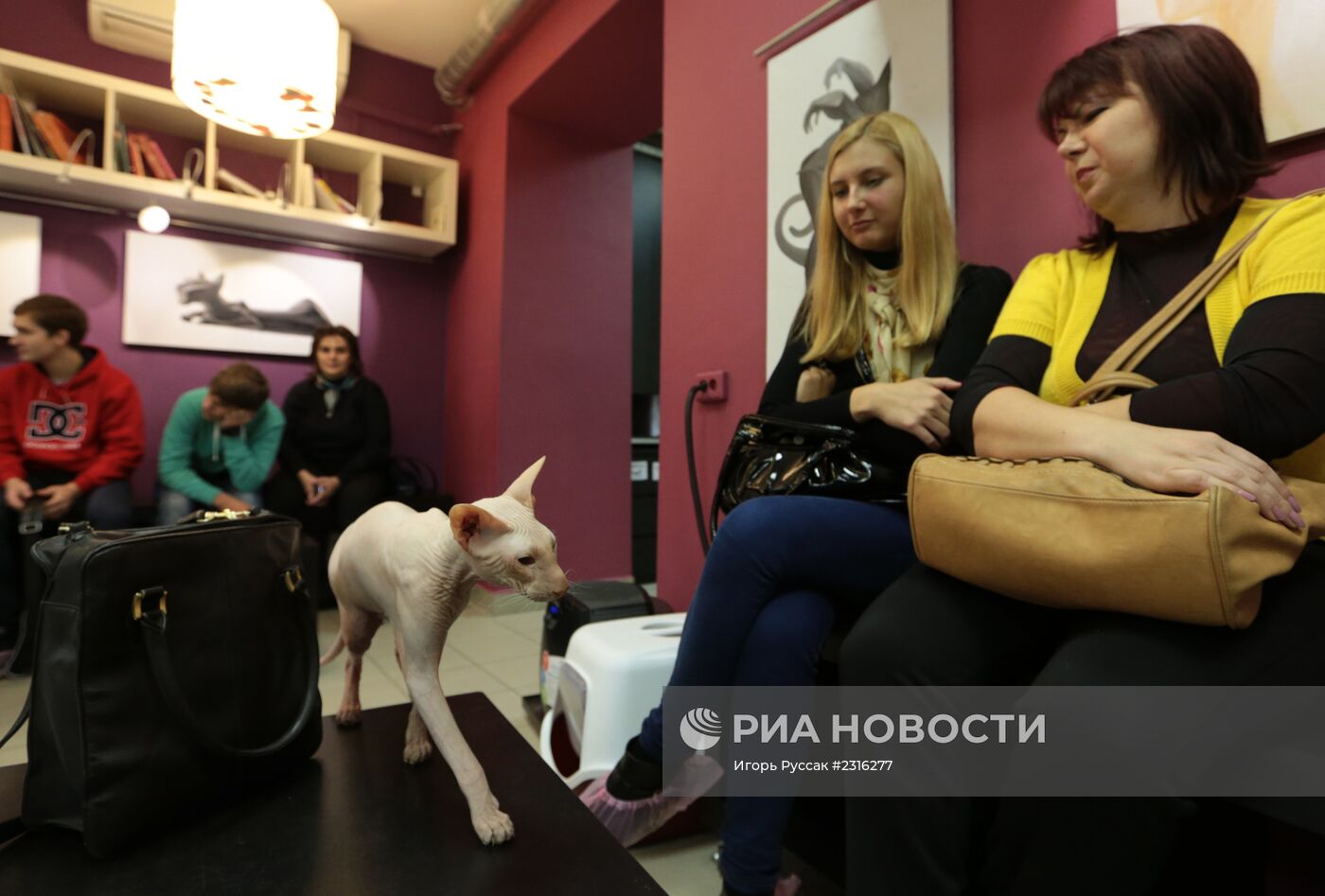 Кот-кафе "Республика кошек" в Санкт-Петербурге