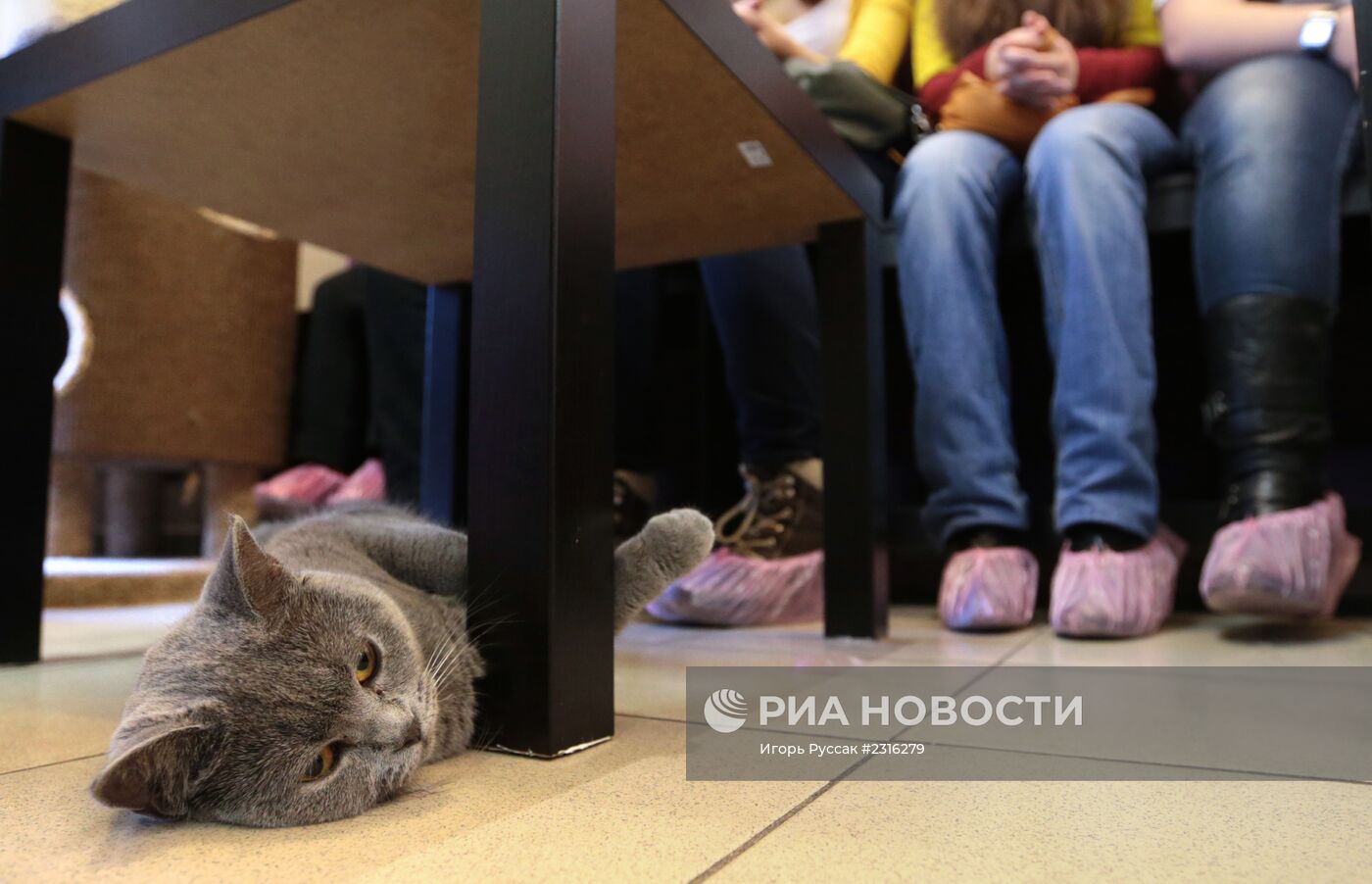 Кот-кафе "Республика кошек" в Санкт-Петербурге