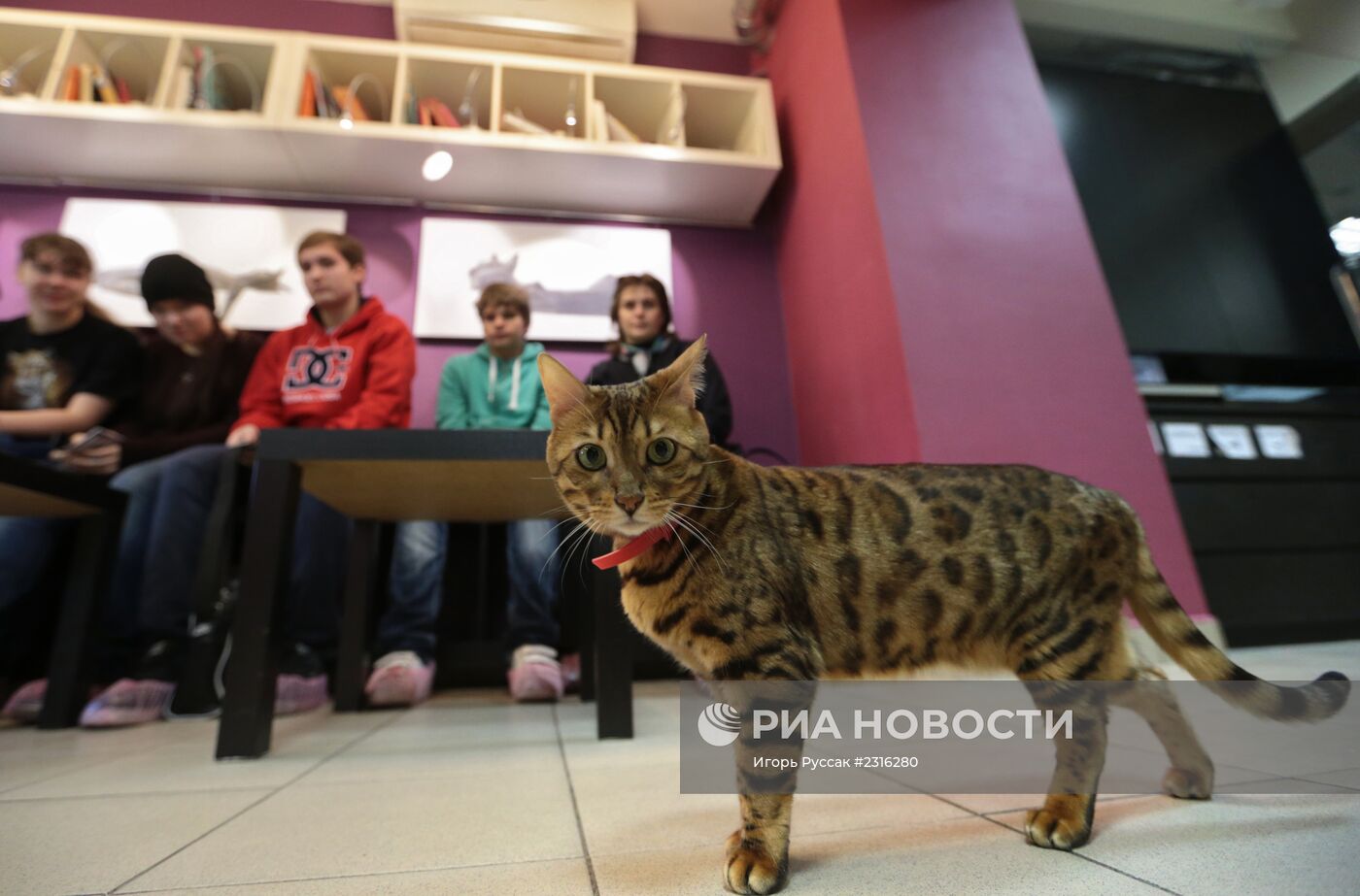 Кот-кафе "Республика кошек" в Санкт-Петербурге