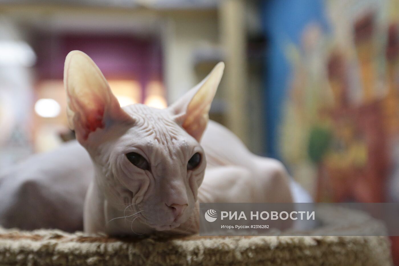 Кот-кафе "Республика кошек" в Санкт-Петербурге