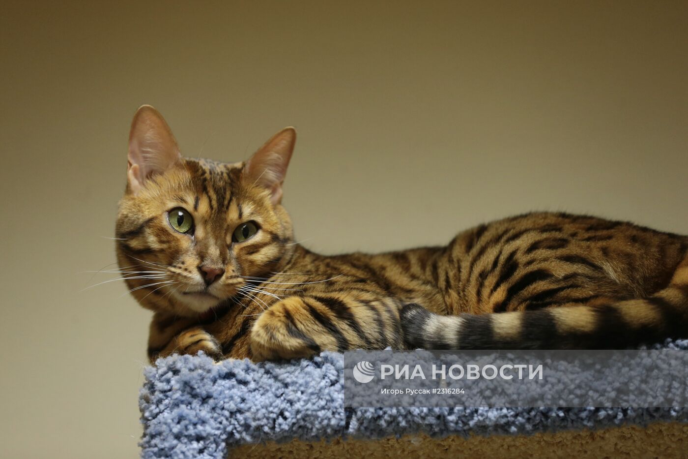 Кот-кафе "Республика кошек" в Санкт-Петербурге