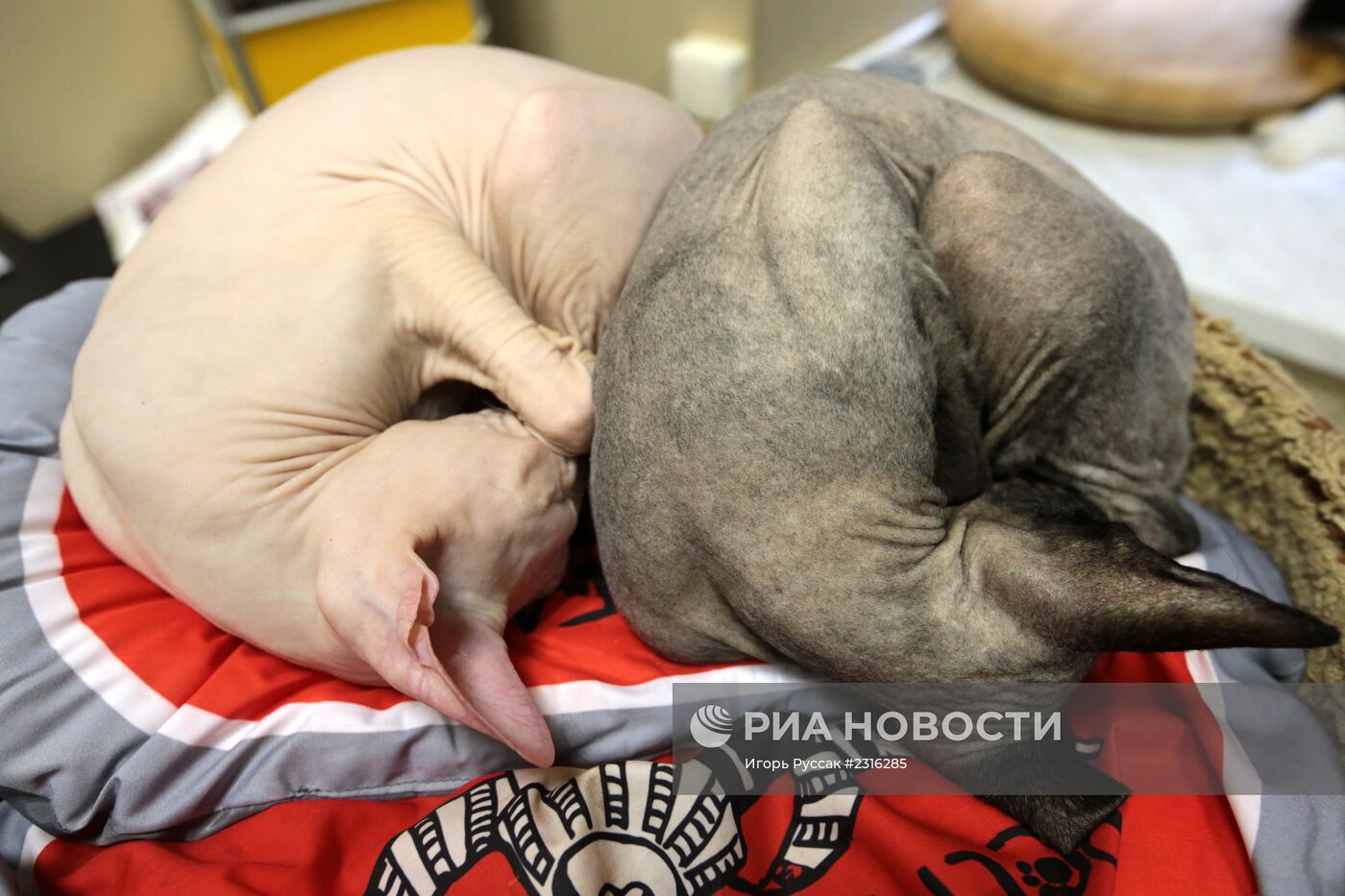 Кот-кафе "Республика кошек" в Санкт-Петербурге