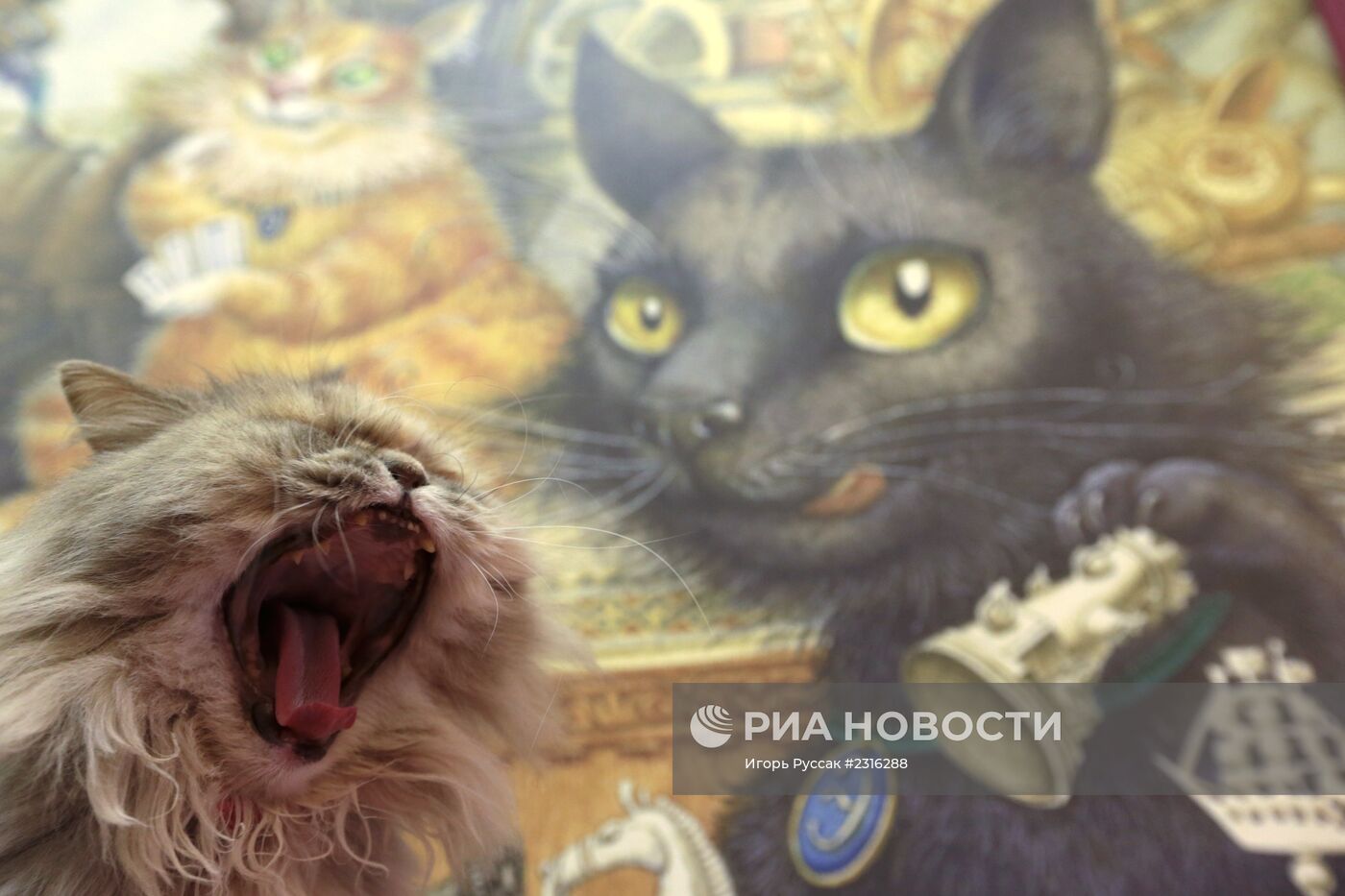 Кот-кафе "Республика кошек" в Санкт-Петербурге