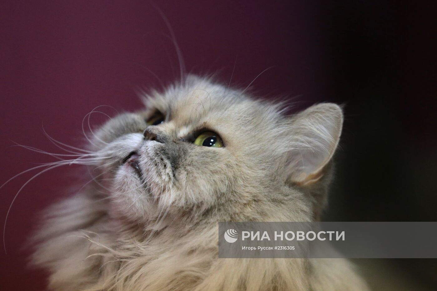 Кот-кафе "Республика кошек" в Санкт-Петербурге