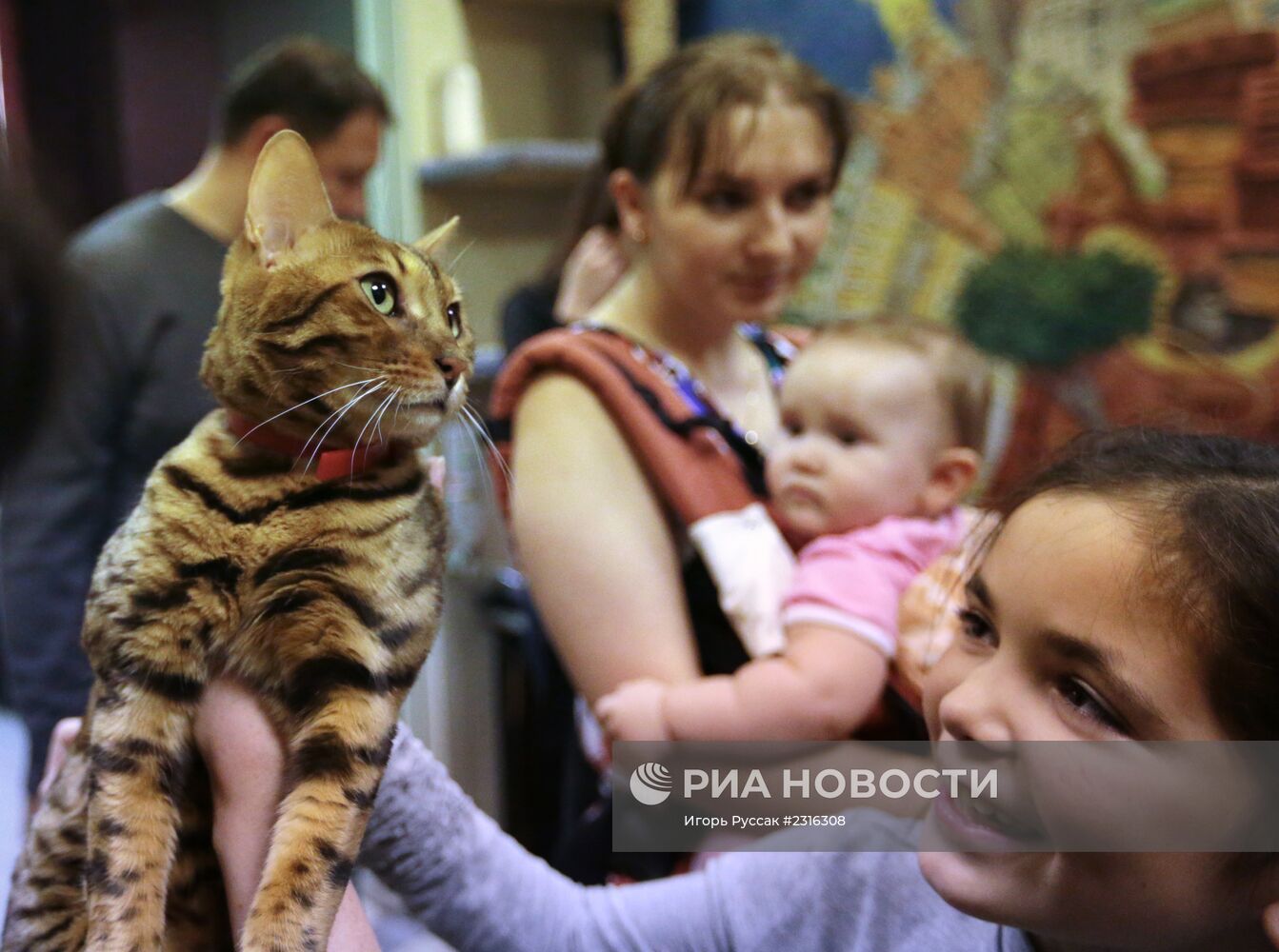 Кот-кафе "Республика кошек" в Санкт-Петербурге