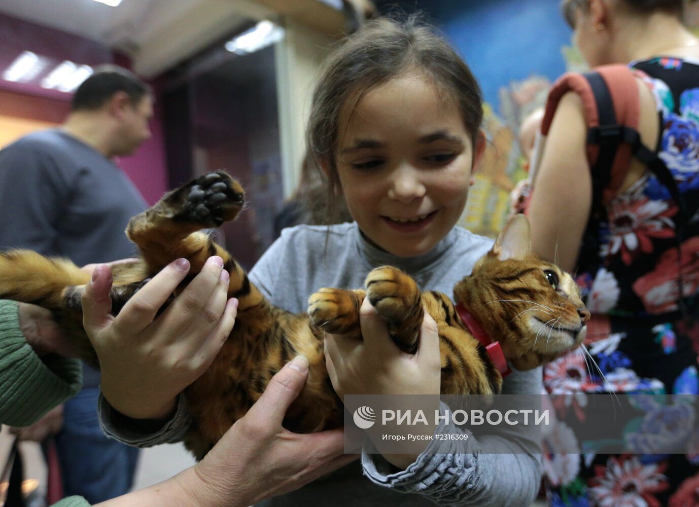 Кот-кафе "Республика кошек" в Санкт-Петербурге