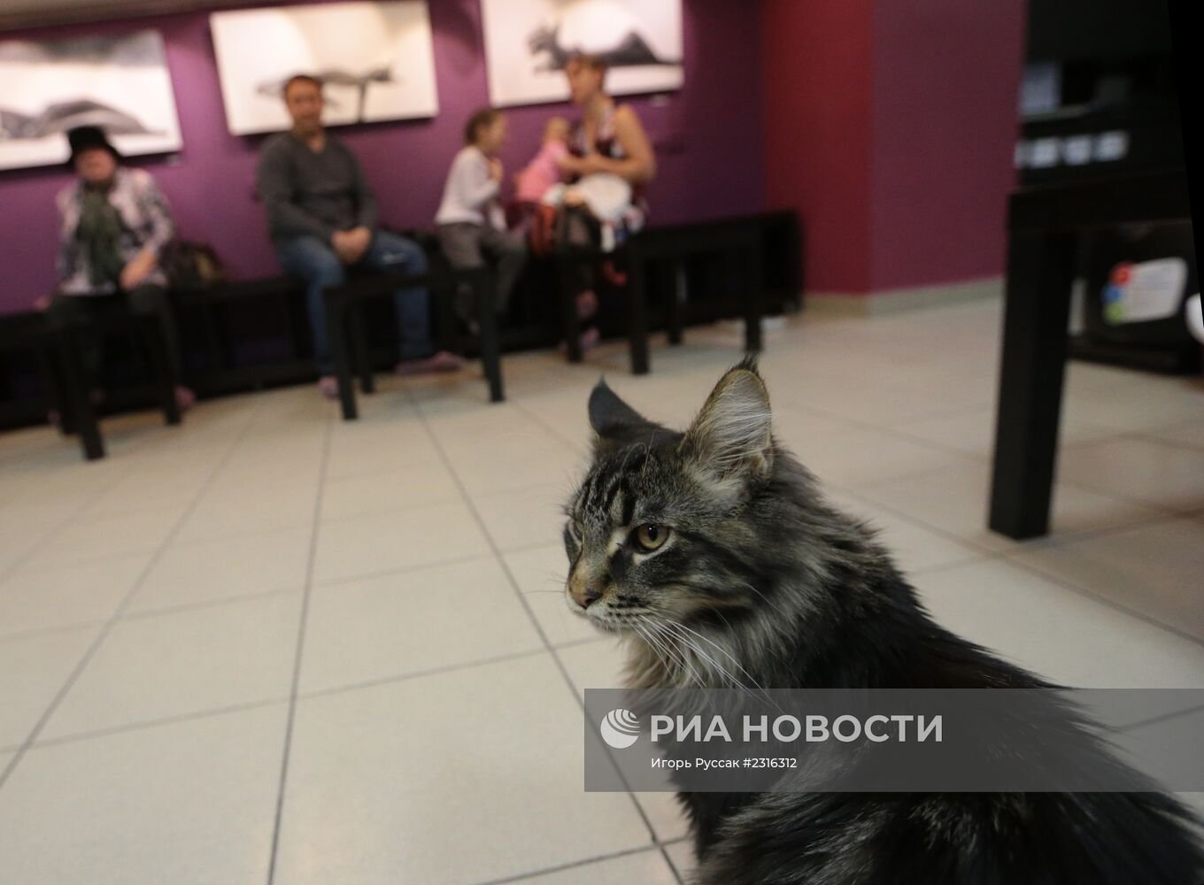 Кот-кафе "Республика кошек" в Санкт-Петербурге