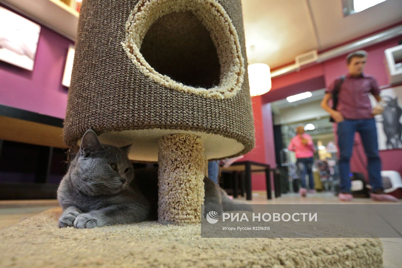 Кот-кафе "Республика кошек" в Санкт-Петербурге