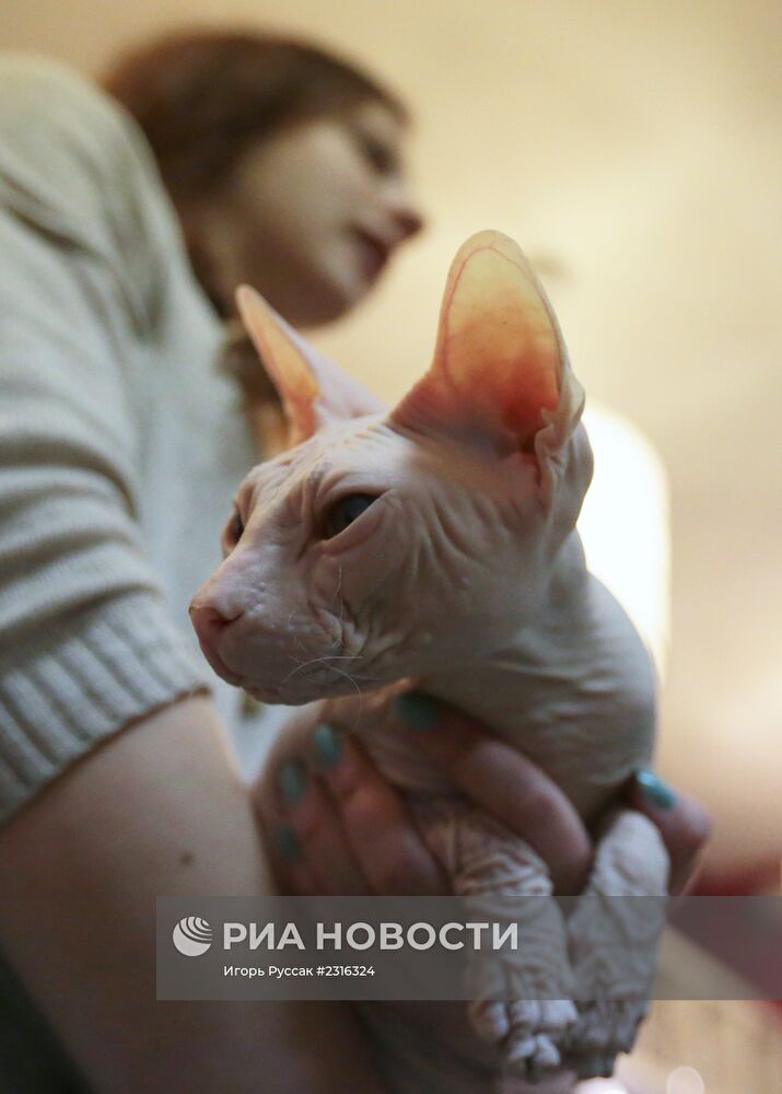 Кот-кафе "Республика кошек" в Санкт-Петербурге