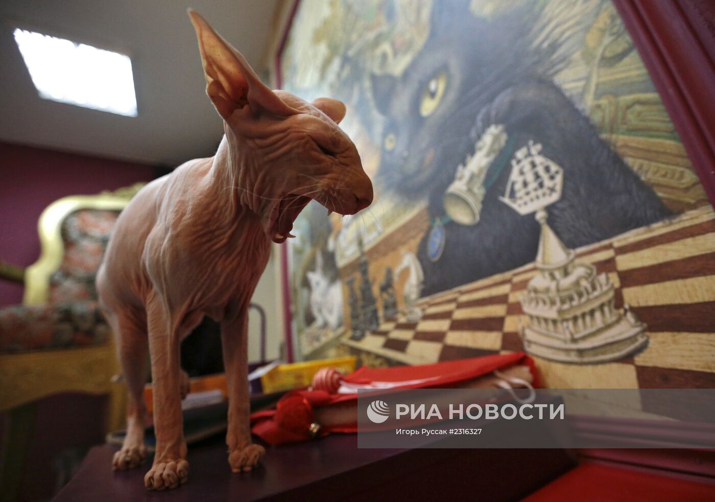 Кот-кафе "Республика кошек" в Санкт-Петербурге